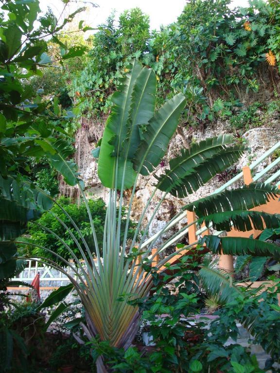 Pimento Lodge Resort Πορτ Αντόνιο Εξωτερικό φωτογραφία